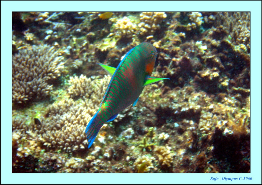 2005 - 08 - Redang  - 178.JPG